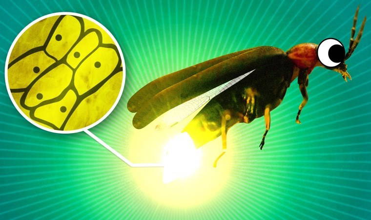 Ateşböcekleri nasıl ve neden ışık yayarlar, nereye kayboldular?