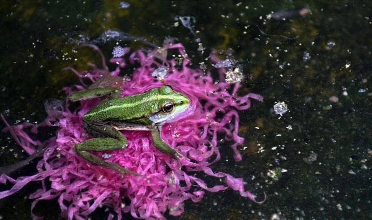 'İnsanlar tarafından duyulmuyor...'