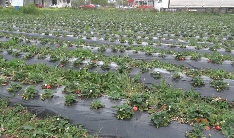 Bu tarlada ürünleri müşteri topluyor: Kilosu 100 TL