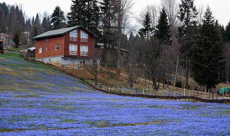 Uluslararası sözleşme ile korunuyor... Kadıralak Yaylası’nda ‘mavi yıldız’ zamanı: Her yer mor oldu!