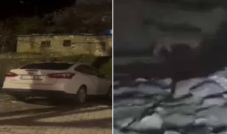 Şehir merkezine kurt indi