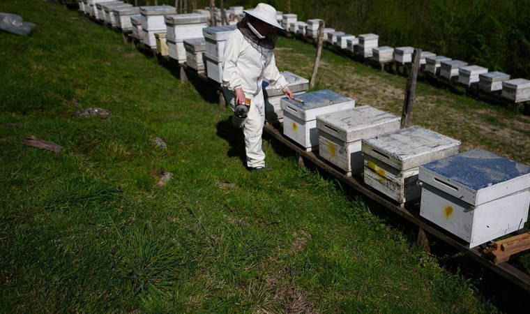 İstanbul'da üst düzey yöneticiyken köye yerleşti: 5 kovan ile başladı şimdi 65 kovan ile üretim yapıyor