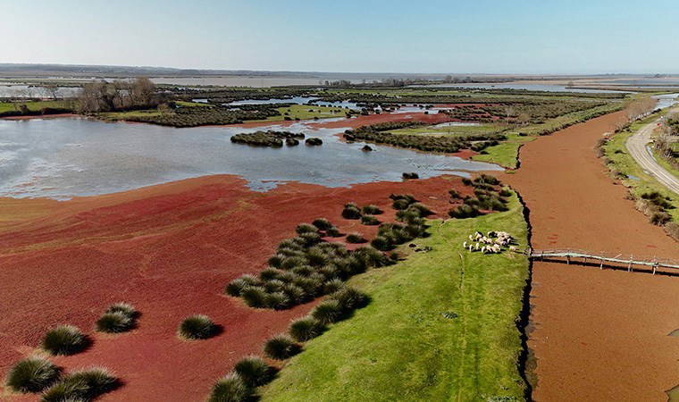 Kızılırmak Deltası 'kızıl eğrelti otu' ile kızıla büründü