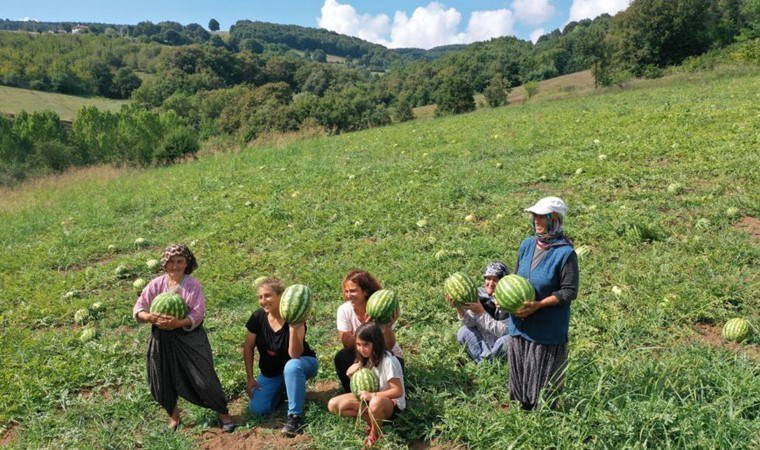 650 dekarda üretiliyor: Yalnızca Kandıra'da yetişiyor...C vitamini deposu!