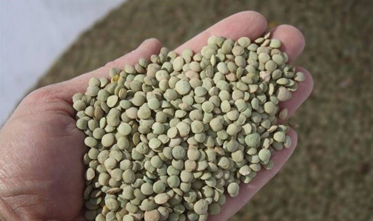 Narman'da yetişiyor: Coğrafi işaret yolunda...