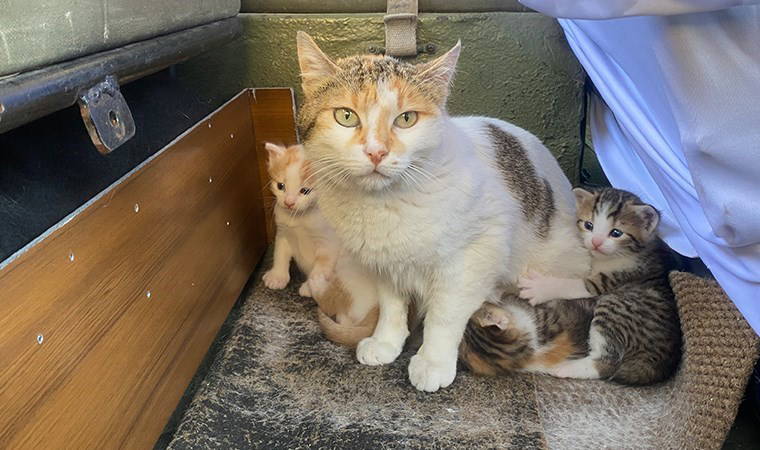 Özel yapım aracını anne kedi ve yavrularına tahsis etti