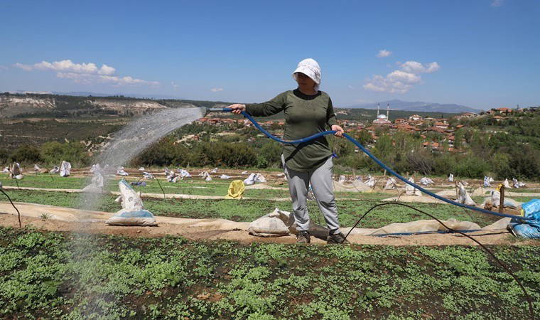 Tavas Ovası'nda üretim başladı: 55 bin dönüm arazide 6 bin ton ürün