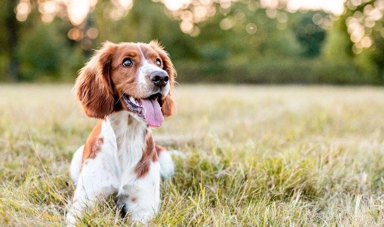 Zihinsel sağlık sorunlarını koklayarak tespit ediyor