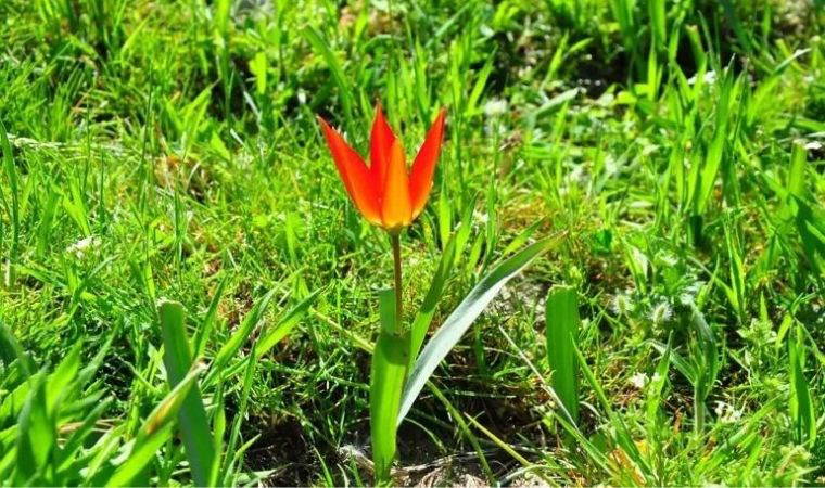 Bahar geldi, laleler açtı