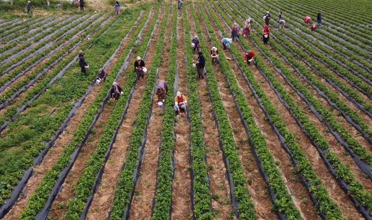 Silifke'de açıkta hasat başladı: Kilosu 50 TL'ye kadar düştü
