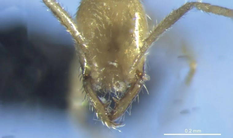 Toprağın 25 metre altında keşfedildi: 'Voldemort' adı verildi!