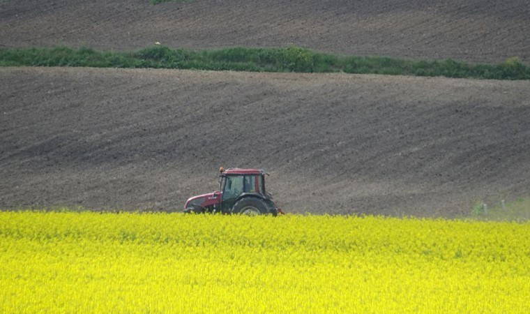 Kırklareli Ovası'nda tarlalar sarıya büründü: Alternatif olarak ekildi...