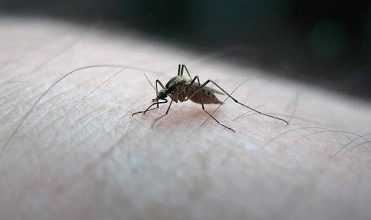Sıcak geçen kışla birlikte sivrisinek tehlikesi!