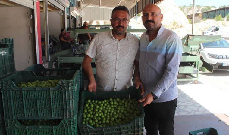 Mersin’de açıkta hasat başladı: Kilosu 50 ile 350 TL arasında