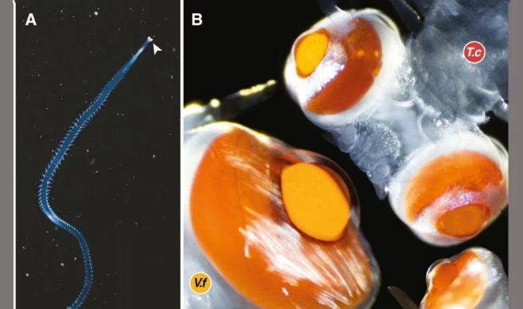 Akdeniz'de gözleri başından 20 kat büyük canlı keşfedildi