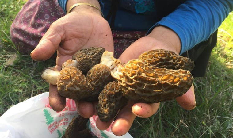 Toroslar'ın güneş gören bölgesinde çıkıyor: Doğada nadir bulunuyor, kilogramı 600 liradan satılıyor!