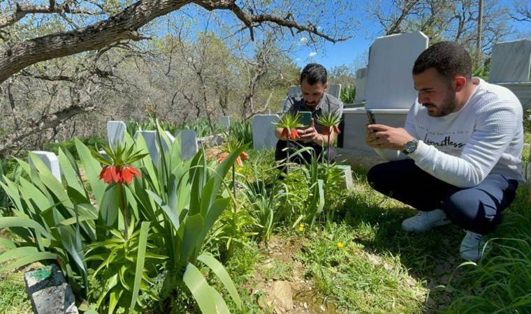 Bitlis'te yetişiyor: Koparmanın cezası 244 bin 315 TL