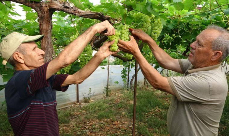 Erdemli'de turfanda hasat başladı: Kilosu 300 TL'den alıcı buldu