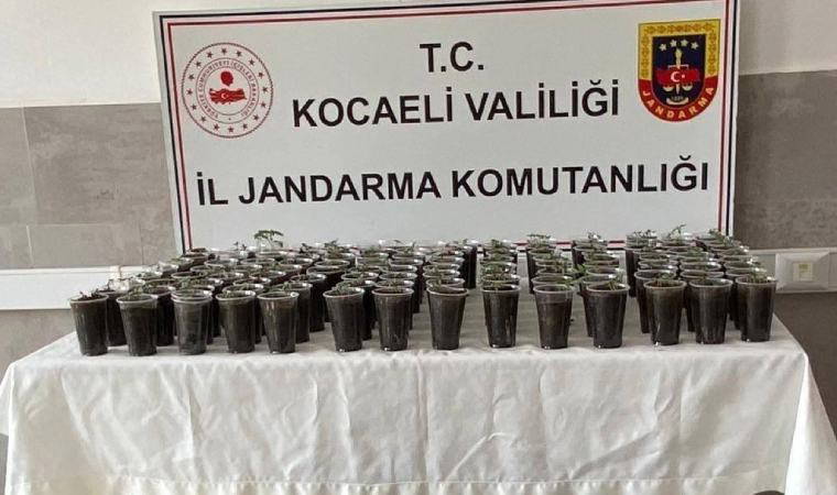 Evde yapılan operasyonda 580 kök kenevir bitkisi ele geçirildi