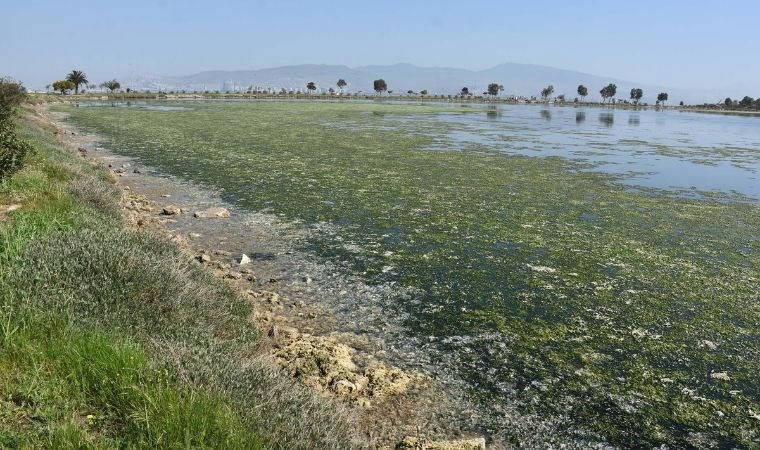 Kuş cenneti tehlikede!