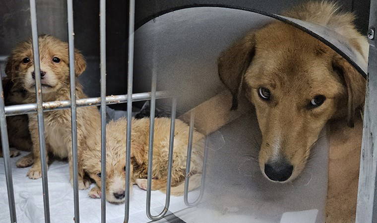 Başıboş insan, hamile köpeği pompalı tüfekle vurdu: Yavrusu kurtarılamadı...