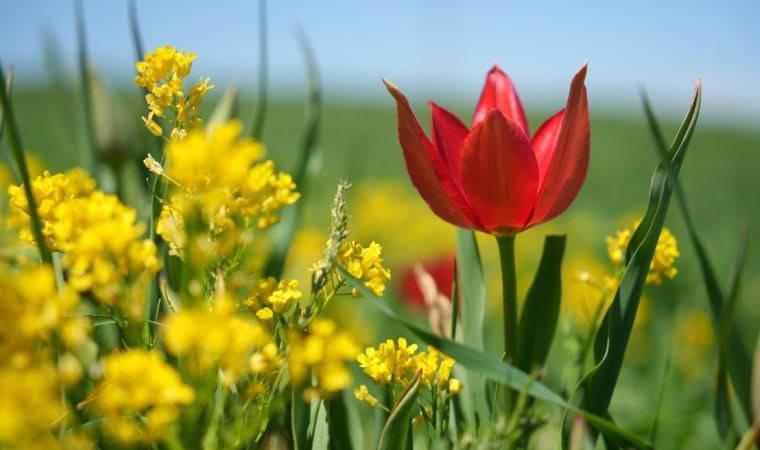 'Muş lalesi' ovayı kırmızıya boyadı