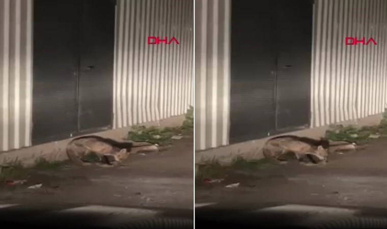 Yiyecek arayan tilki, sanayi sitesinde görüntülendi
