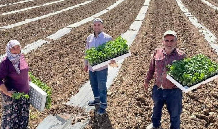 Sakarya Vadisi'nde ekim başladı, temmuz ayında hasat edilecek! 50 bin dönüm arazide üretiliyor...