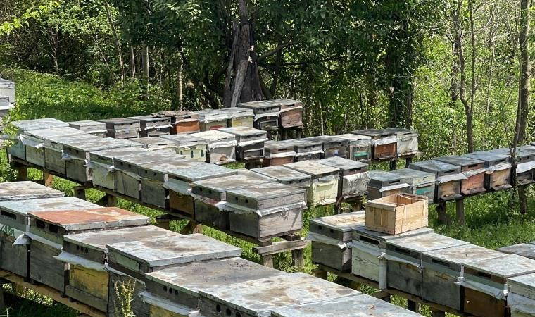 2 bin 300 rakımda üretiliyor: Kilosu 2 bin 500 TL...
