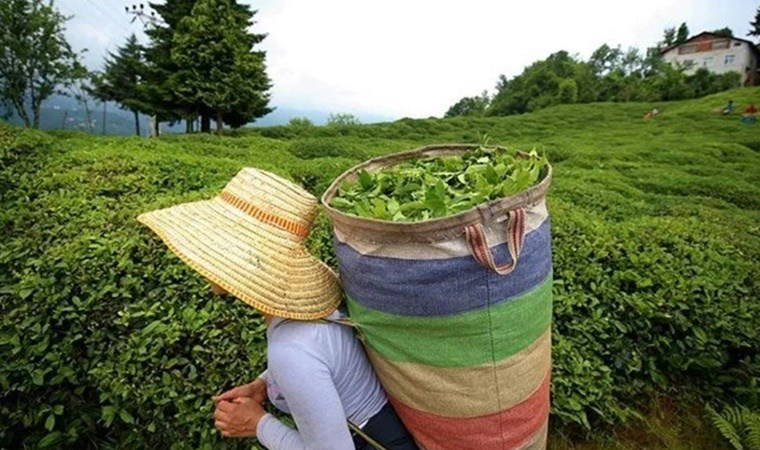 RTB yaş çay fiyatını 70 lira olarak açıkladı