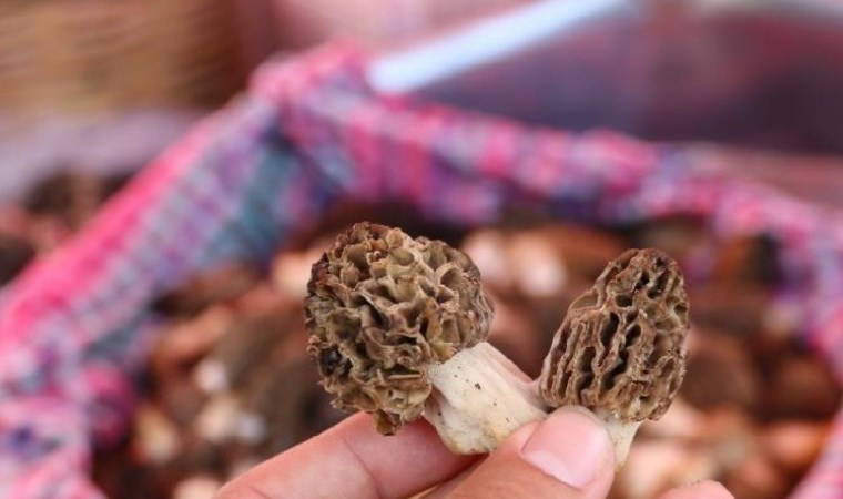 Yaşı 1500 TL’den, kurutulmuşu 10 bin TL'den satıldı