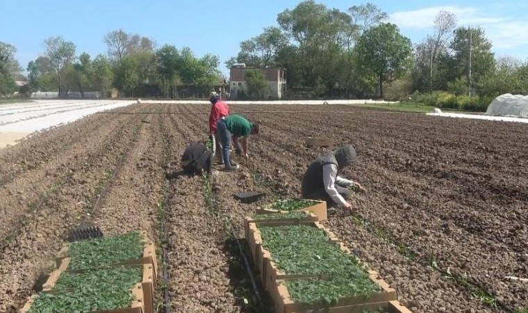 Bafra Ovası'nda ekim başladı: Günlük 1000 lira yevmiyeye işçi bulamıyor