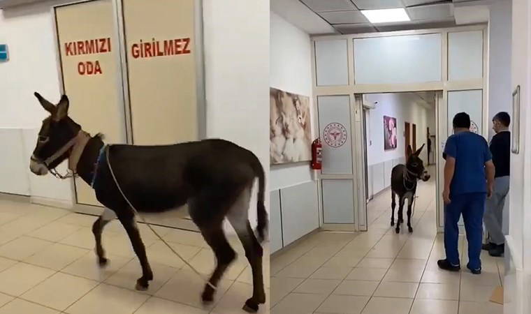 Eşek, hastanenin acil servisine girdi! O anlar gündem oldu...