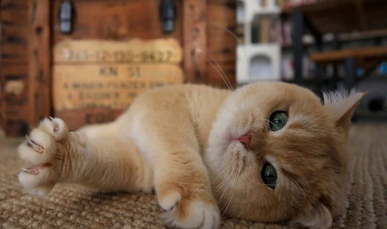 76 kediyi katletmişti: 14 ay hapis cezası verildi