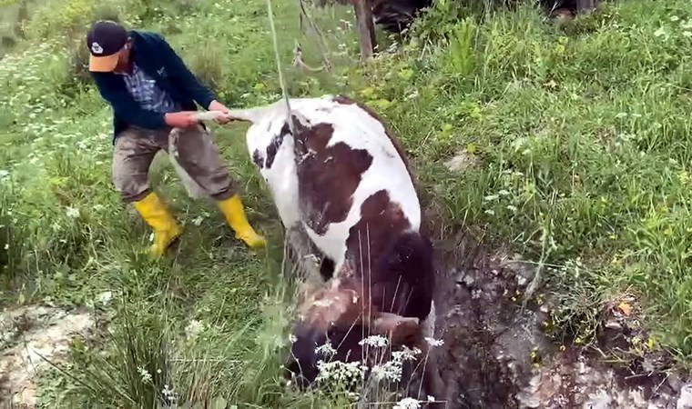 Avcılar'da kuyuya düşen dana 10 gün sonra bulundu