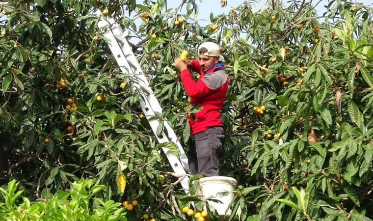 Mersin’de hasat erken başladı: Kilosu 45 TL