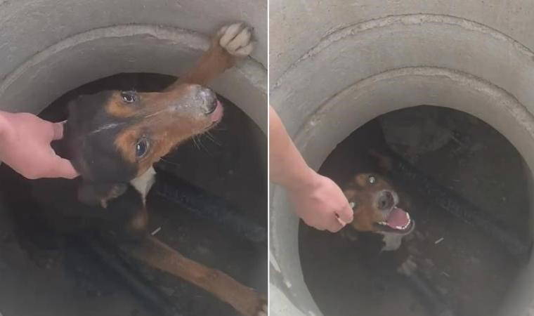 Rögara düşen köpeği 'uzat patilerini' diyerek kurtardı