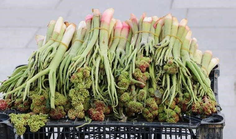 Işkın bitkisi mevsimi geldi: Kilosu 150 lira olmasına rağmen hastalıklara iyi geldiği gerekçesiyle yoğun satılıyor