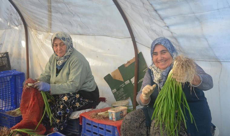 Bilecik'te 7 bin 500 ton üretildi: Çamurdan arındırılarak sofralara geliyor