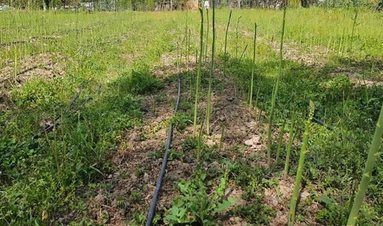 Geçen yıllarda ekilmişti! İlk kez hasat edildi: Getirisi yüksek...