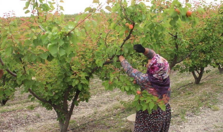 Mersin’de hasat başladı: 150 bin ton rekolte bekleniyor! 120 liradan satılıyor...