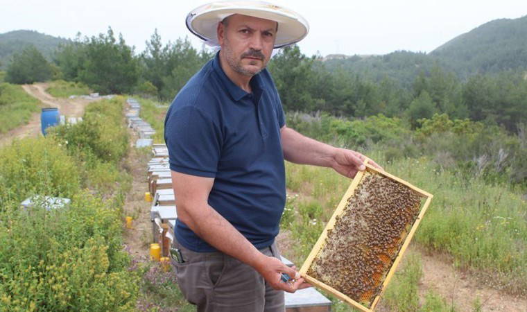 Arıcıların yeni favorisi: Avokado, muz, dağ çileği...