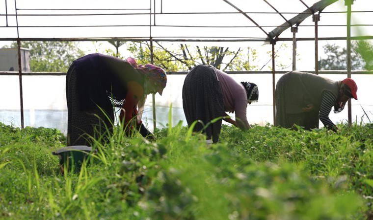 Elazığ’da ilk hasat başladı: Toptan kilosu 60 TL...