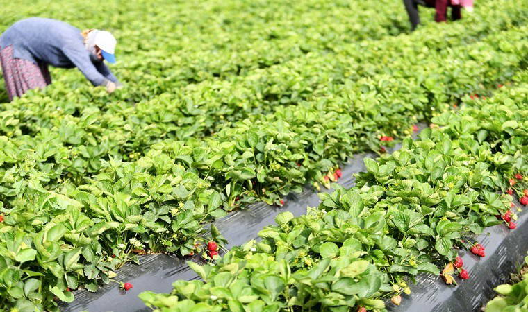 İzmir'de hasat erken başladı: Sabahın ilk ışıklarıyla toplanıyor, öğlen hale gönderiliyor! Yıllık 13 bin ton üretim...