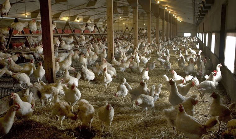 Kuş gribi: 'Benzeri görülmemiş' salgın durdurulabilir mi?