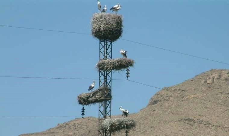 Havaların ısınmasıyla leyleklerin Iğdır'a göçü başladı