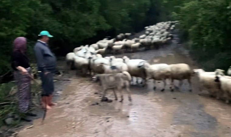 Amasya'da sağanak: Yollar kapandı, hayvanlar mahsur kaldı