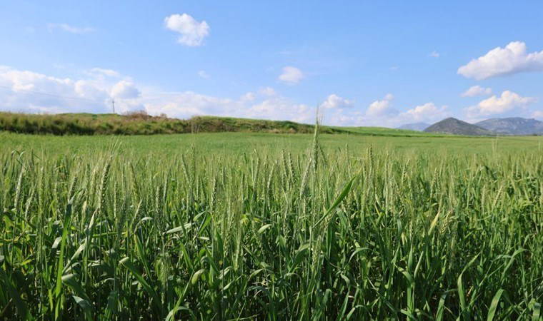 Kozan'da hasat başlıyor! Yürüyen fabrikada son hazırlıklar...