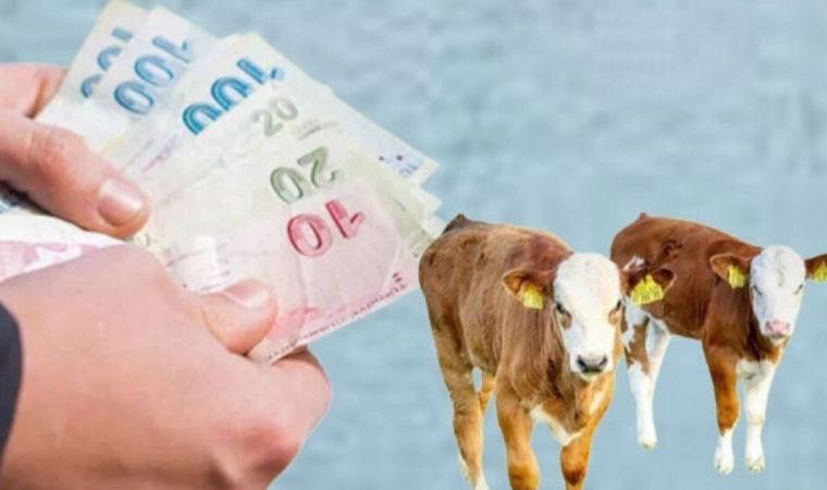 Buzağı destek ödemesi ne zaman yatacak?