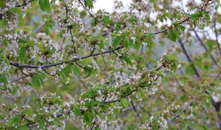 İzmir yaylalarında hasat başladı:  725 bin tonluk rekolte bekleniyor...